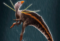 Museu alemão terá de devolver fóssil de dinossauro levado ilegalmente do Brasil