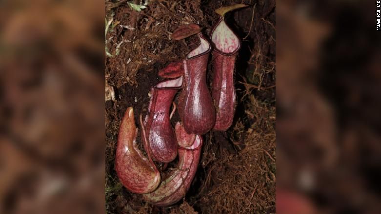 Nepenthes pudica é mostrada na província indonésia de Kalimantan do Norte em Bornéu. Nenhuma outra espécie de planta carnívora captura suas presas no subsolo.