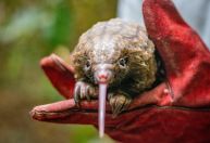 Santuário na Libéria resgata pangolins, mamíferos mais traficados do mundo