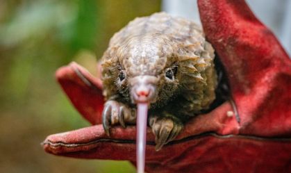 Santuário na Libéria resgata pangolins, mamíferos mais traficados do mundo
