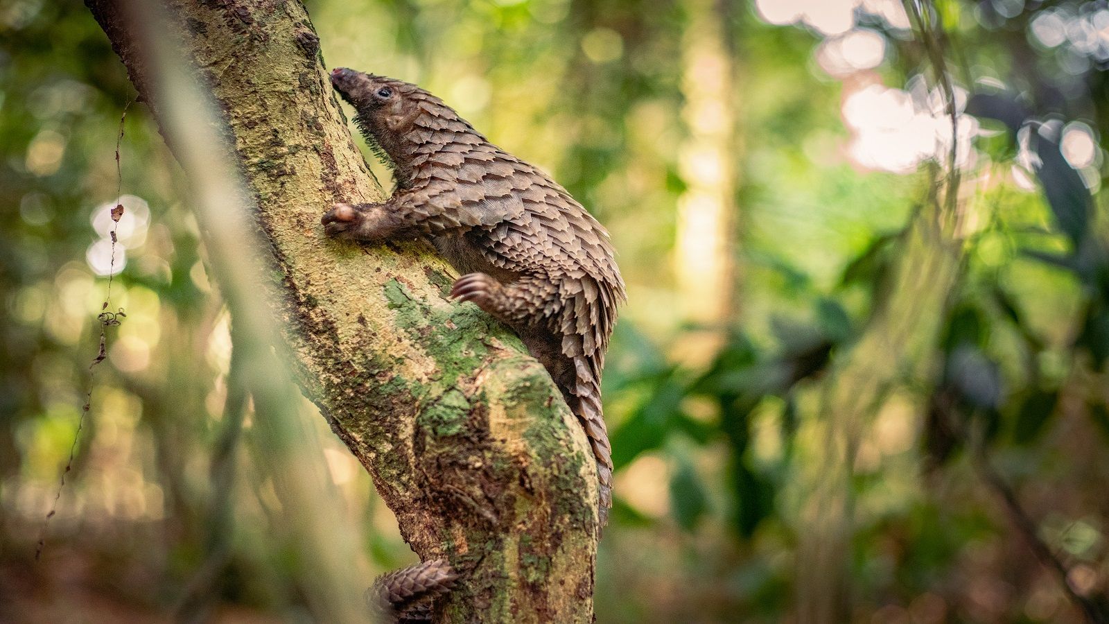 Pangolins são traficados por suas escamas. / Shaun Swingler / Jo Munnik / CNN