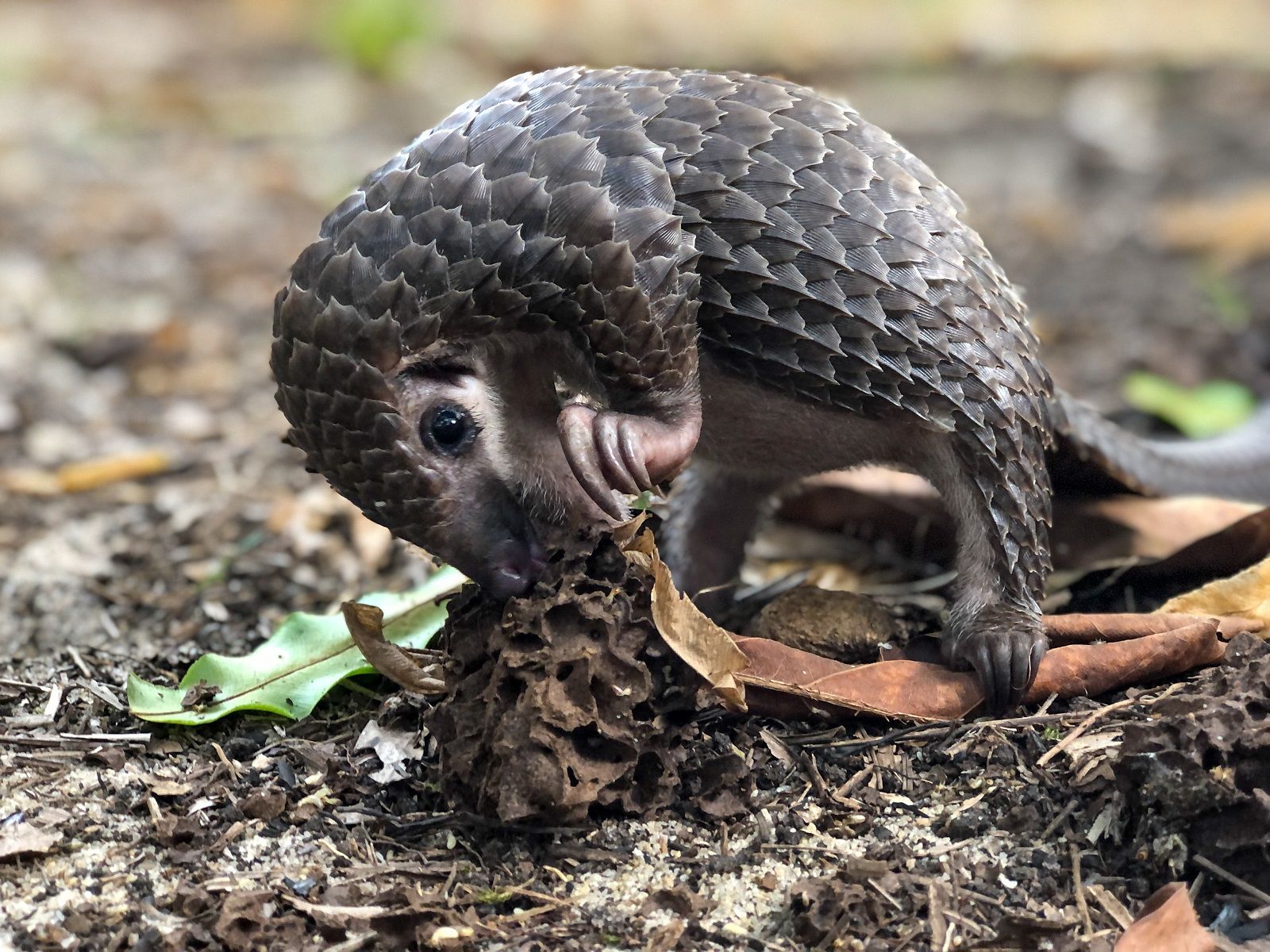 Pangolins comem apenas cupins e formigas. Na Libéria, são conhecido como "ursos formigas" / Jo Munnik / CNN