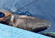 Misterioso tubarão da Groenlândia é visto em Belize, a 6.700 km de seu habitat