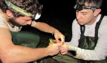 Brasil tem 2 populações de rã-touro; espécie transmite fungo mortal para anfíbios nativos