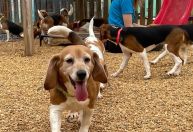 EUA: Quatro mil beagles serão resgatados de local de reprodução de cães