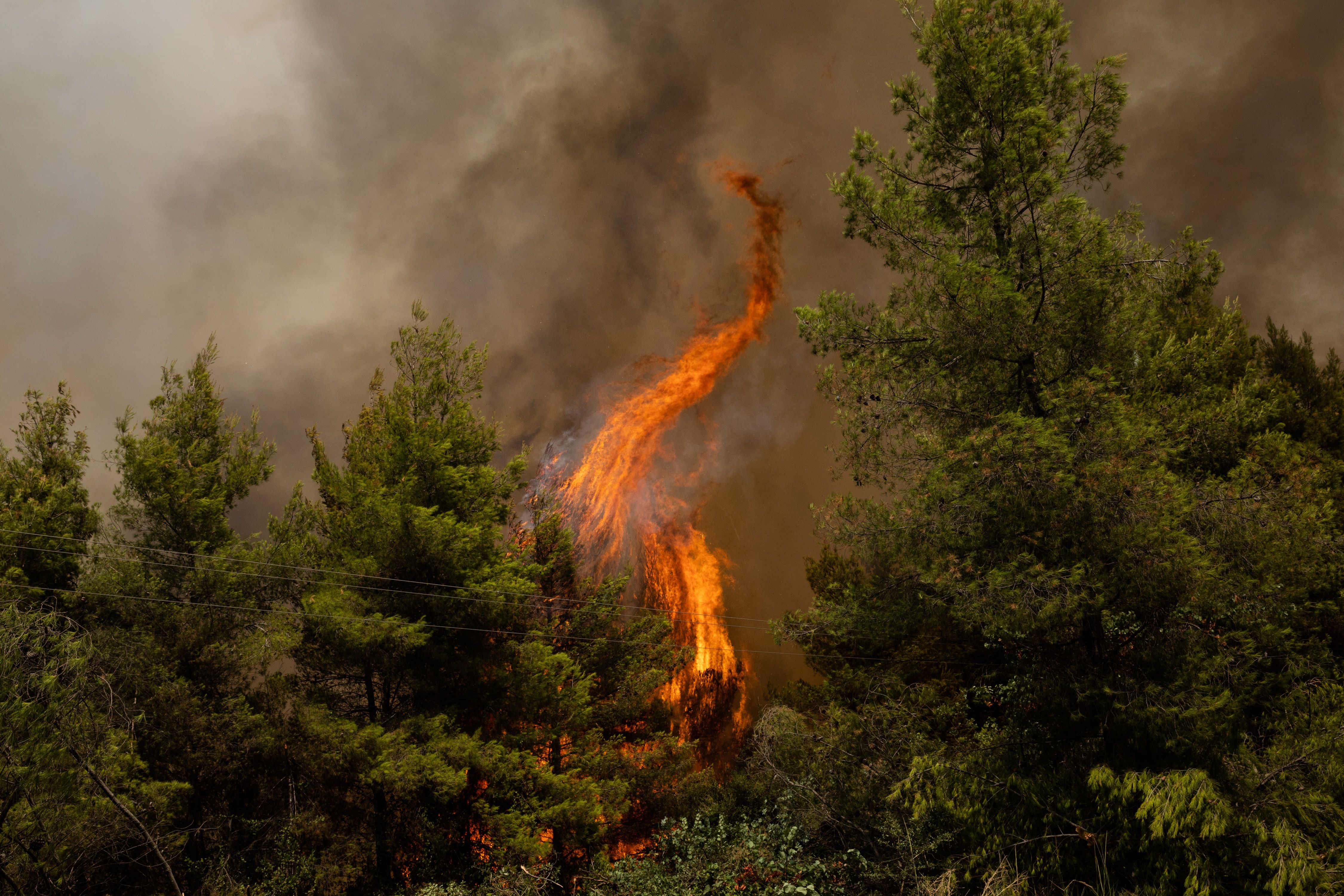 Um incêndio queima através de árvores em uma área florestal durante um incêndio florestal