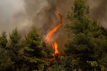 Um incêndio queima através de árvores em uma área florestal durante um incêndio florestal
