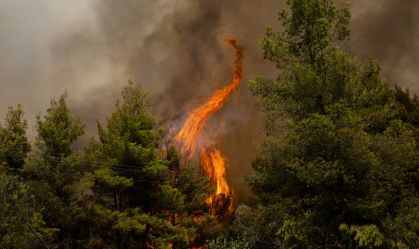 Um incêndio queima através de árvores em uma área florestal durante um incêndio florestal
