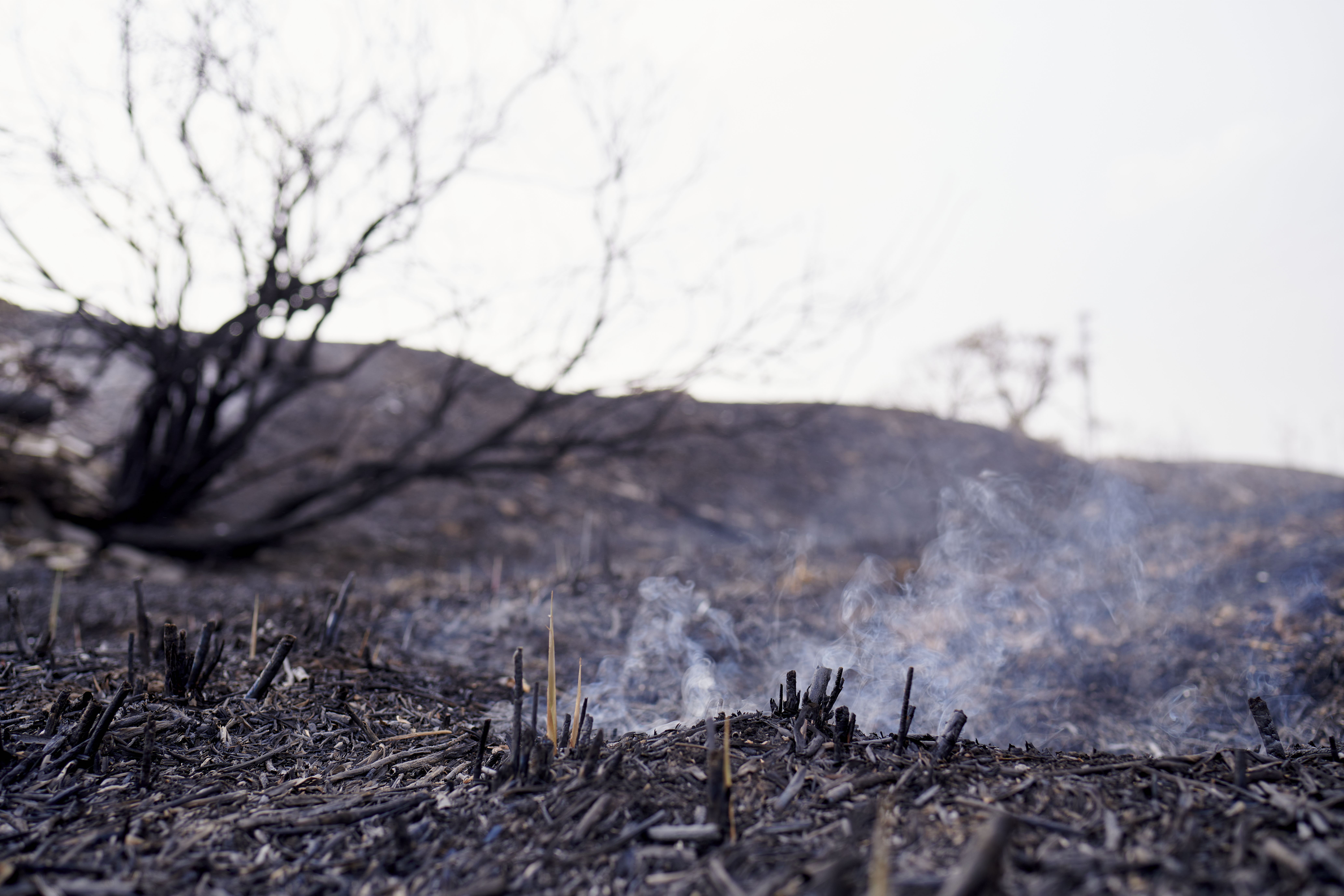 smouldering ground due to a forest fire