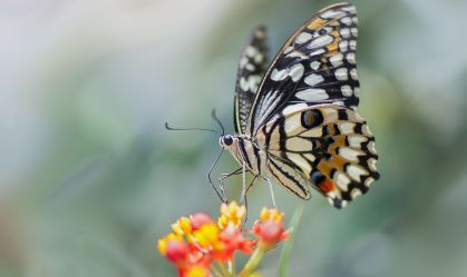 Swallowtail butterfly on flower