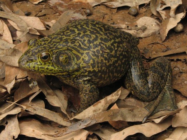 Essa é uma espécie generalista, que pode ser encontrada tanto em ambientes naturais quanto artificiais urbanizados. / Reprodução / UFRGS / Márcio Borges-Martins