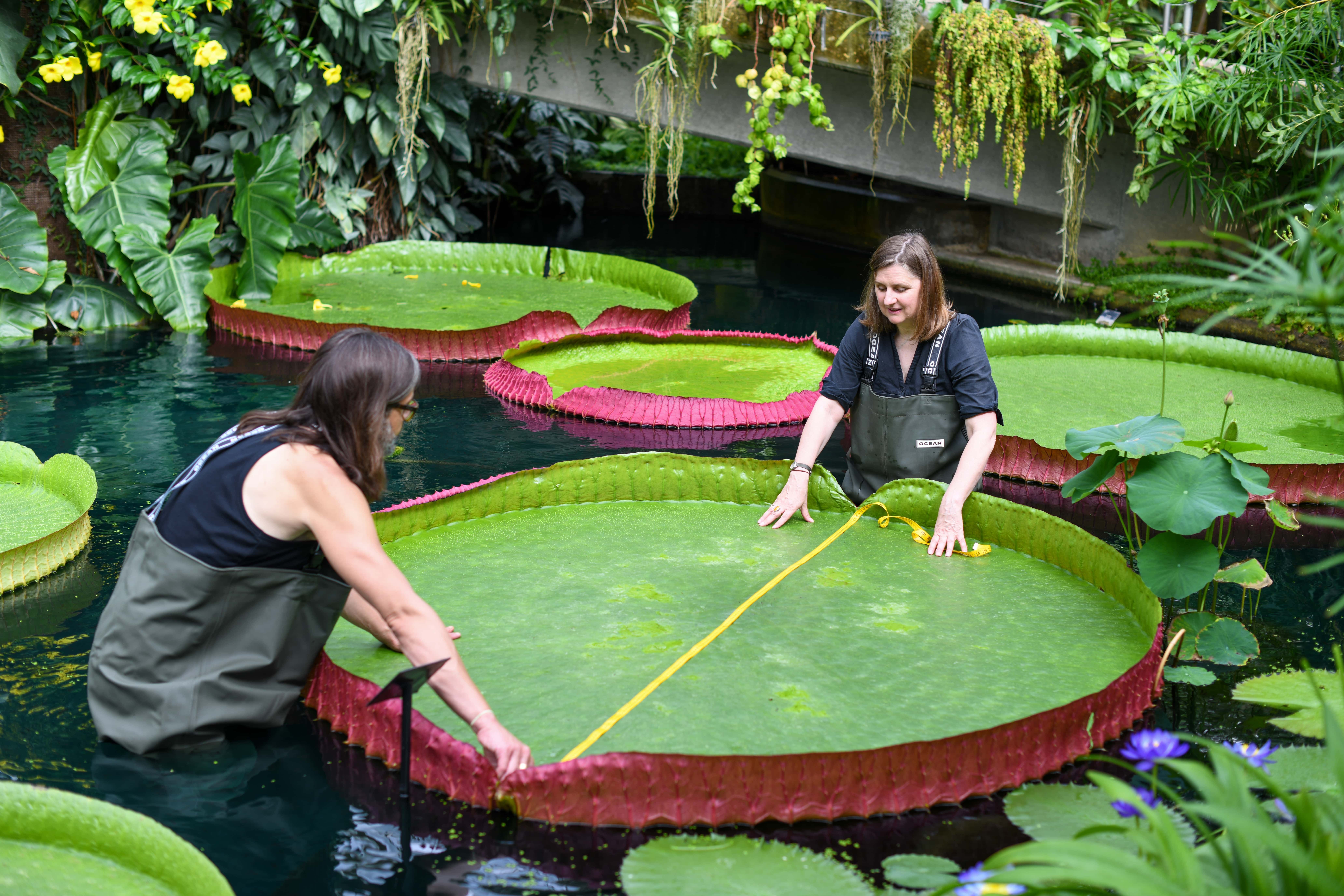 ISD_01072021_4451_Giant Waterlily Photoshoot-min