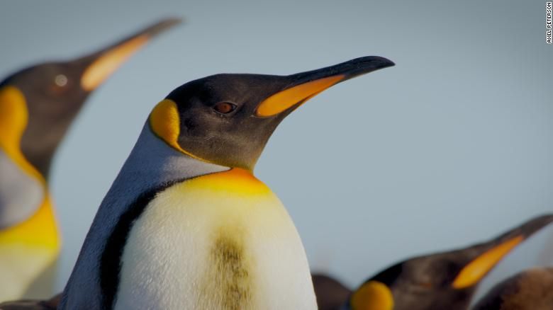 Pinguins-rei reapareceram na Terra do Fogo, na ponta da América do Sul, depois de desaparecerem inicialmente / Axel Peterson