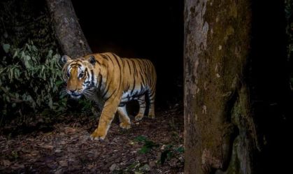 População de tigres selvagens no Nepal quase triplicou desde 2009