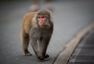 Cidade japonesa caça macaco selvagem após série de ataques