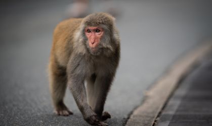 Cidade japonesa caça macaco selvagem após série de ataques