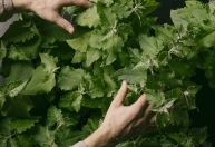 Conexão Agro: Mercado de carbono é destaque em congresso do setor