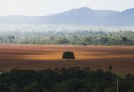 Cerrado precisa de equilíbrio entre preservação e atividade econômica, diz pesquisador