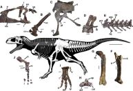 Descoberta nova espécie de dinossauro com braços minúsculos como o Tiranossauro Rex