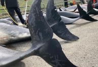 Massacre de golfinhos nas Ilhas Faroe deixa 99 animais mortos após caça