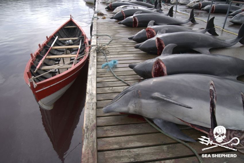ONG denunciou massacre a golfinhos / Divulgação/ Sea Shepherd