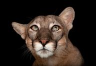 Fotógrafo tem como missão capturar imagens de 20 mil espécies de animais