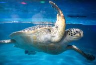 Brasil tem condições de contribuir com a proteção dos oceanos, avalia professor