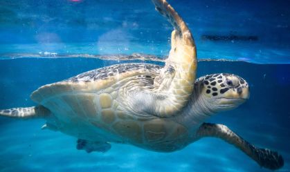Pelo menos 30 tartarugas ameaçadas de extinção são encontradas feridas no Japão