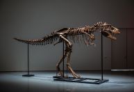 Cientistas estão preocupados com leilão de milhões de dólares de um esqueleto de dinossauro
