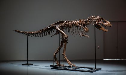 Cientistas estão preocupados com leilão de milhões de dólares de um esqueleto de dinossauro