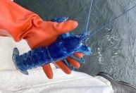 Lagosta azul é encontrada por pescador em Portland, nos Estados Unidos