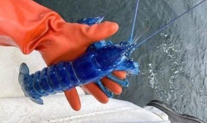 Lagosta azul é encontrada por pescador em Portland, nos Estados Unidos