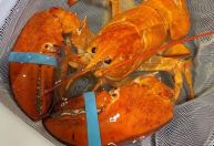 Lagosta laranja rara chamada “Cheddar” foi salva de se tornar o prato do dia