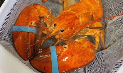 Lagosta laranja rara chamada "Cheddar" foi salva de se tornar o prato do dia