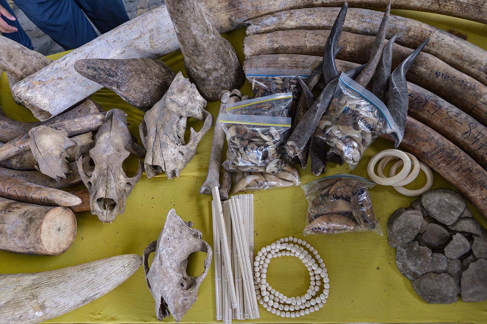 Crânios e ossos de animais, incluindo escamas de pangolim e garras de tigre, exibidos durante uma coletiva de imprensa em Port Klang, Malásia, em 18 de julho / Zahim Mohd/NurPhoto via Getty Images