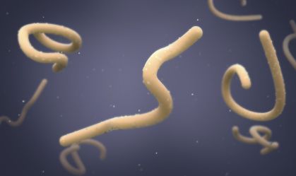 O que é o vírus Marburg, doença com alta taxa de letalidade que causou surto em Guiné Equatorial