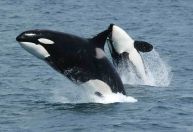 Orcas são filmadas usando algas para "fazer carinho" umas nas outras; veja