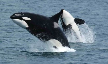 Orcas são filmadas usando algas para "fazer carinho" umas nas outras; veja