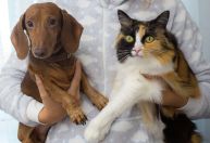 Gastos mensais com cães são o dobro das despesas com gatos, aponta pesquisa