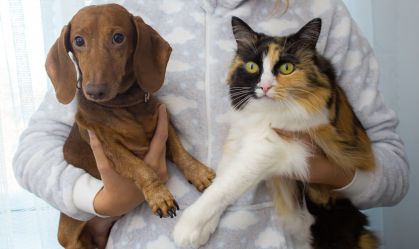 Gastos mensais com cães são o dobro das despesas com gatos, aponta pesquisa