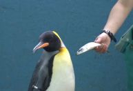 Aquário japonês oferece peixes mais baratos a pinguins, que não gostaram da troca