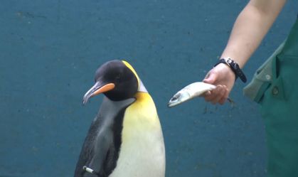 Aquário japonês oferece peixes mais baratos a pinguins, que não gostaram da troca