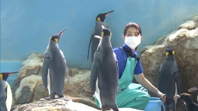 Funcionário do aquário tenta convencer pinguins a comer novo peixe, sem sucesso / TV Asahi
