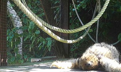 Em registro inédito, “preguiça-de-coleira” é flagrada em passarela para fauna no RJ