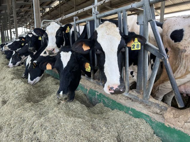 Simone Minelli está preocupado sobre como alimentará seu gado de 300 vacas Friesian / Barbie Nadeau/CNN