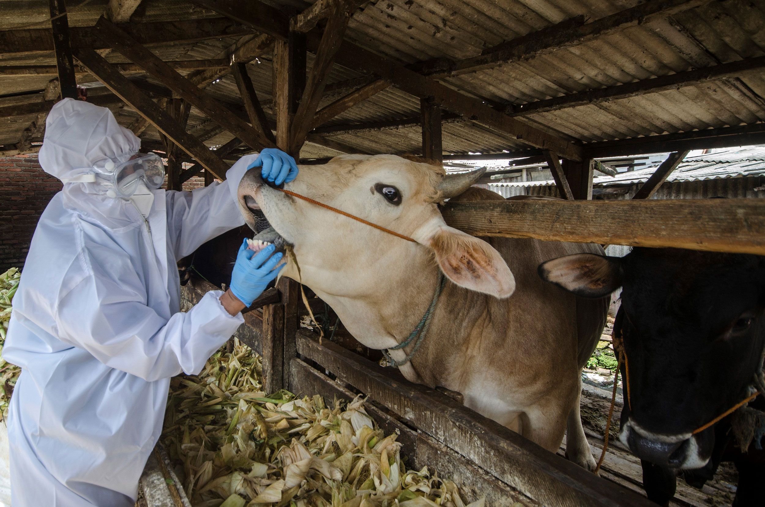 Um membro do Centro de Saúde Animal, usando equipamento de proteção, checa as condições da boca de uma vaca em Bandung, na Indonésia, em 17 de maio de 2022 / Septianjar/Xinhua via Getty Images