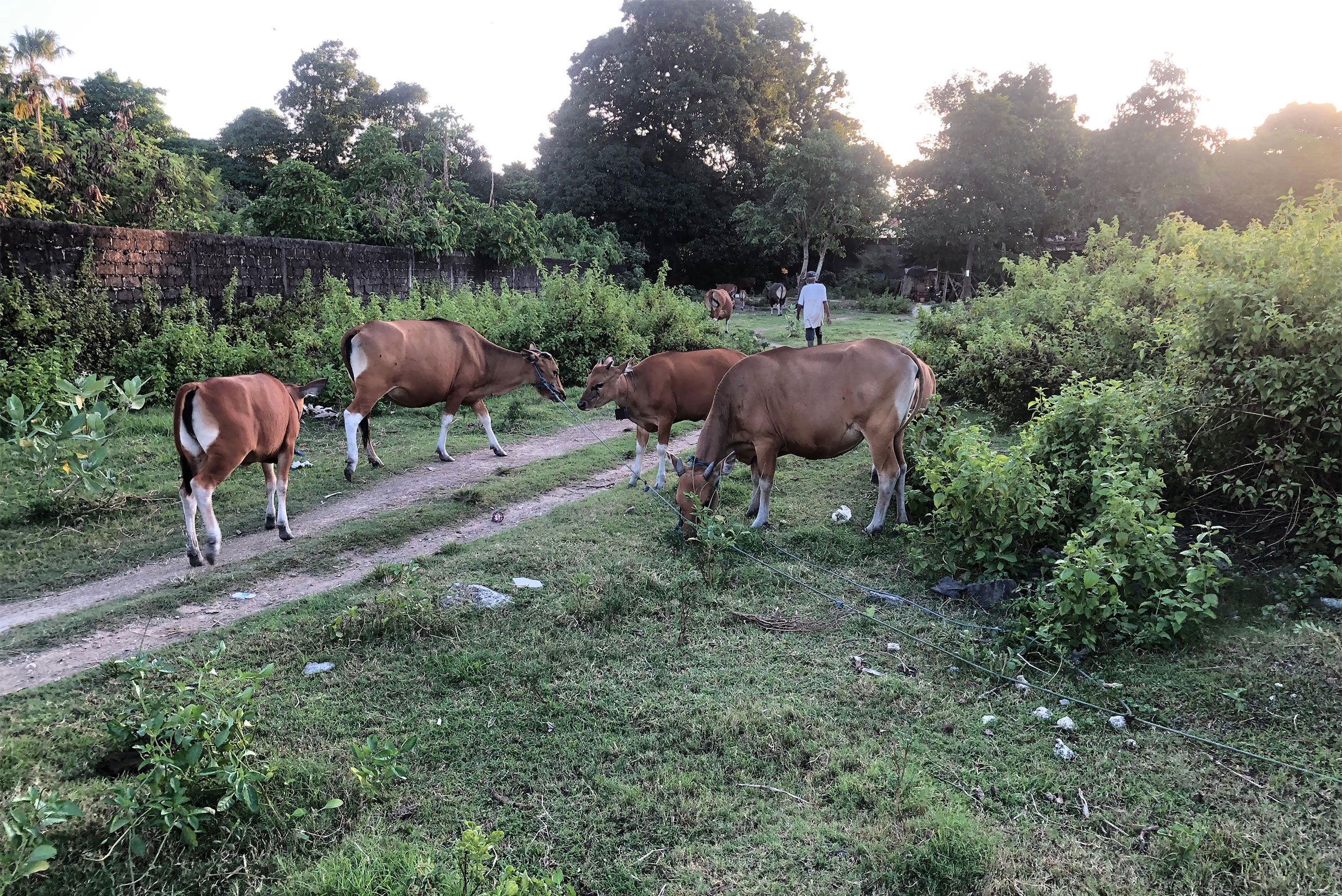 Vacas vagam pelas ruas perto de vilas turísticas em Seminyak, uma cidade à beira-mar no sul de Bali, em 6 de junho de 2022 / Ross Ainsworth