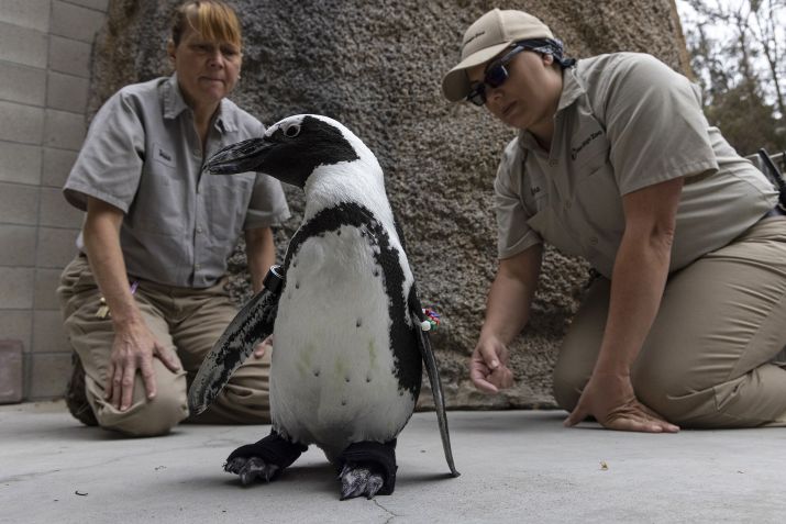 Lucas é habitante do zoológico de San Diego, na Califórnia, e possui uma condição degenerativa / Zoológico de San Diego