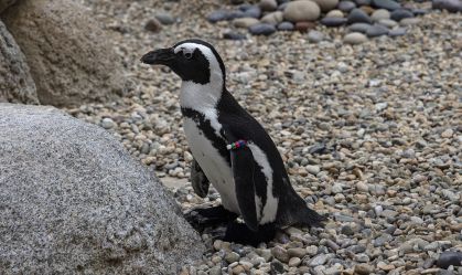 Pinguim volta a andar após receber botas ortopédicas especiais