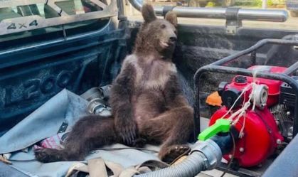 Urso fica desorientado após comer "mel maluco" na Turquia